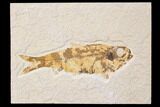 Bargain, Fossil Fish (Knightia) - Wyoming #89170-1
